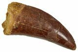 Serrated, Carcharodontosaurus Tooth - Real Dinosaur Tooth #341286-1